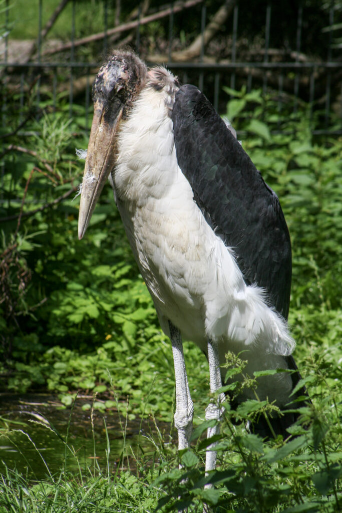 Berliner Zoo