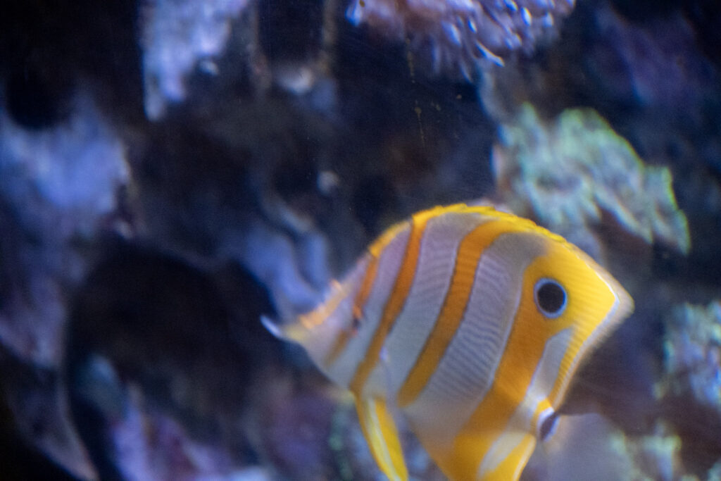 Aquazoo L&ouml;bbecke Museum D&uuml;sseldorf