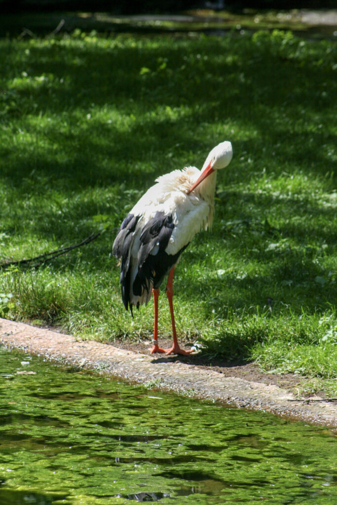 Berliner Zoo