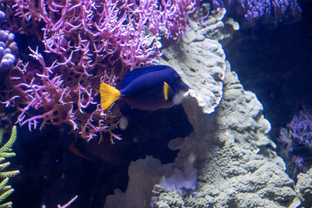 Aquazoo L&ouml;bbecke Museum D&uuml;sseldorf