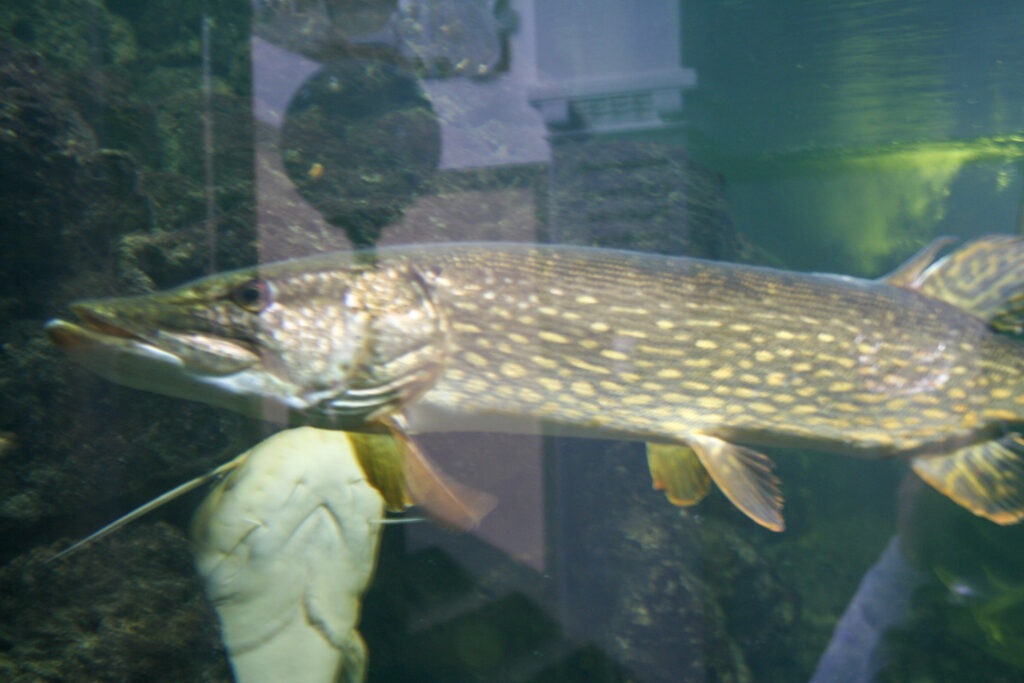 Berliner Zoo
