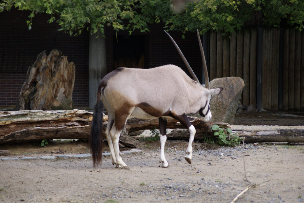 Berliner Zoo