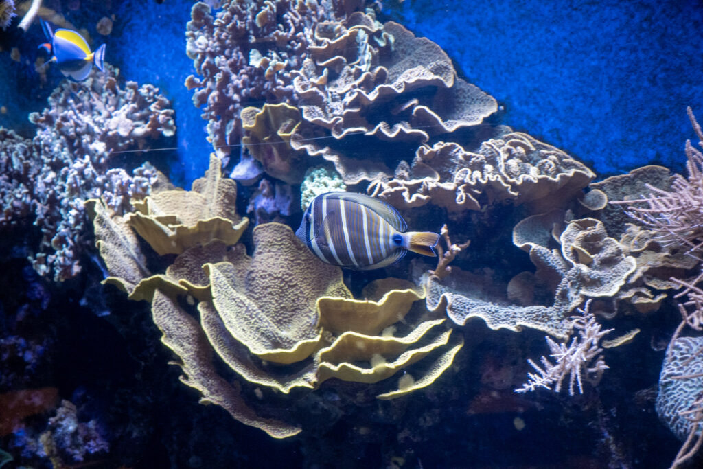 Aquazoo L&ouml;bbecke Museum D&uuml;sseldorf