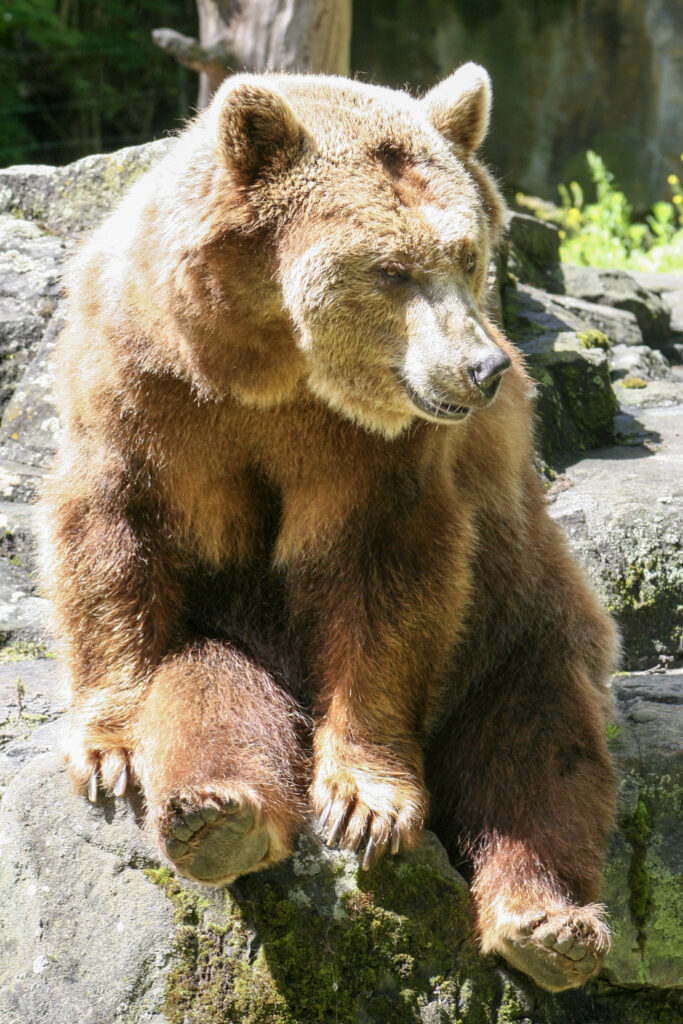 Berliner Zoo