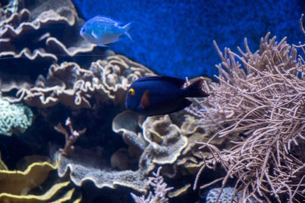 Aquazoo L&ouml;bbecke Museum D&uuml;sseldorf