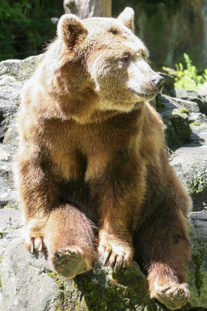 Berliner Zoo