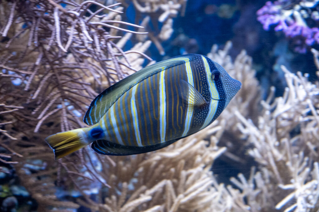 Aquazoo L&ouml;bbecke Museum D&uuml;sseldorf