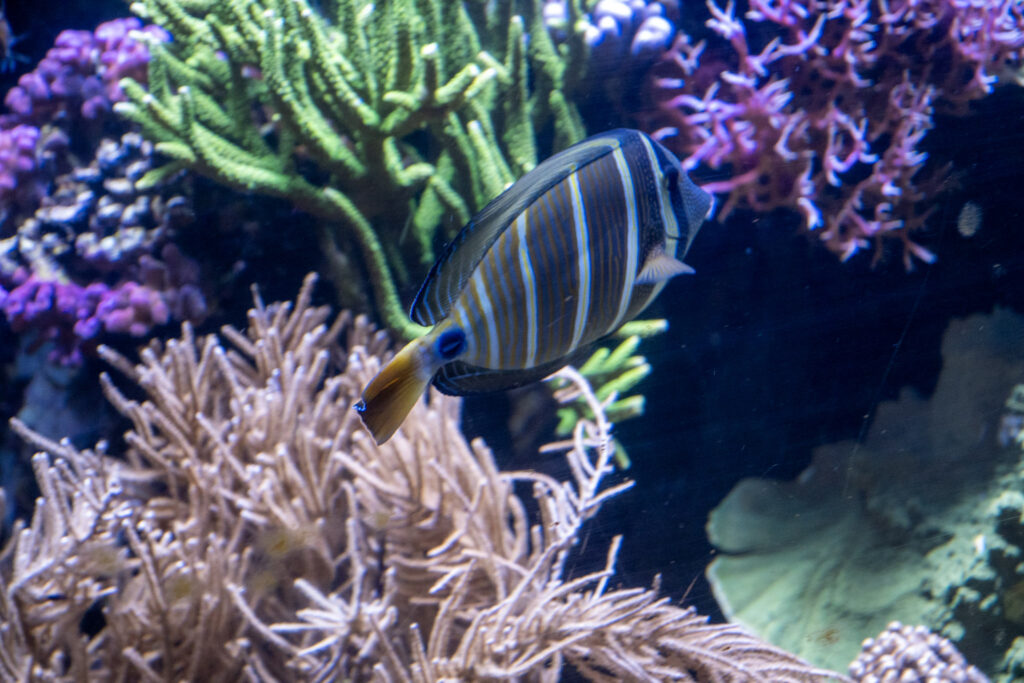 Aquazoo L&ouml;bbecke Museum D&uuml;sseldorf