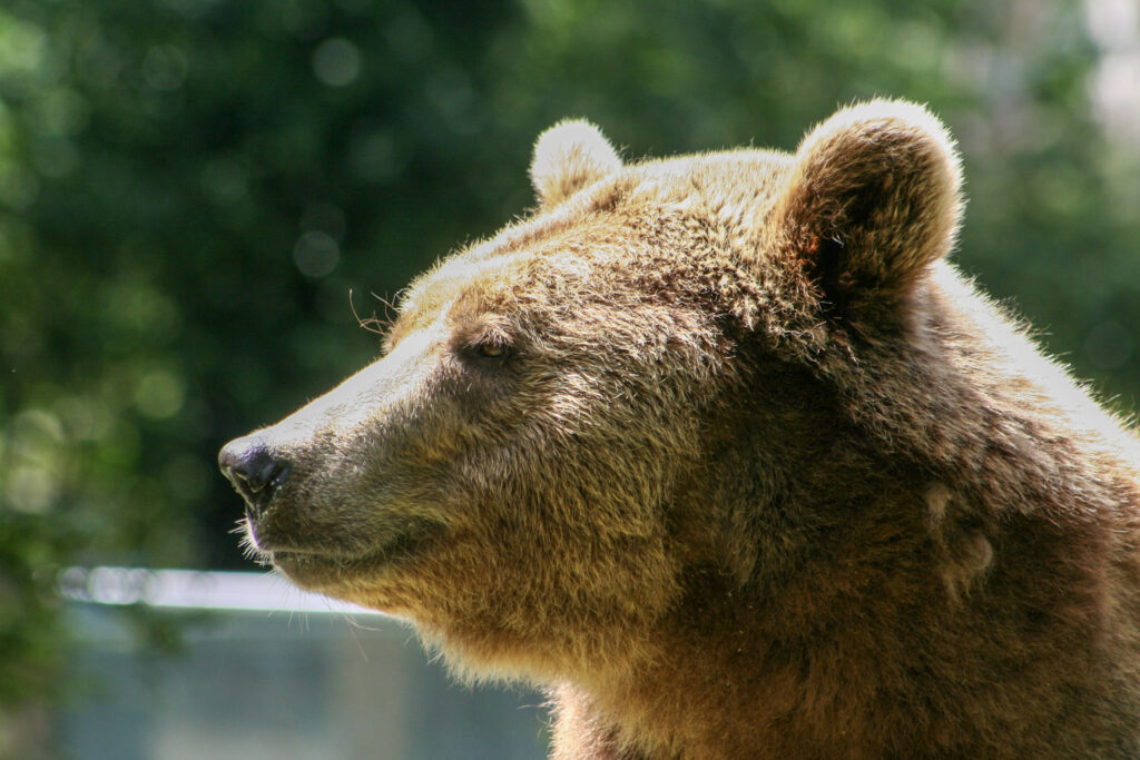 Berliner Zoo