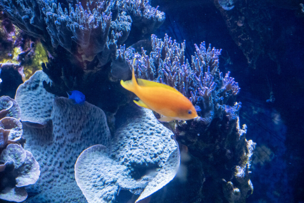 Aquazoo L&ouml;bbecke Museum D&uuml;sseldorf