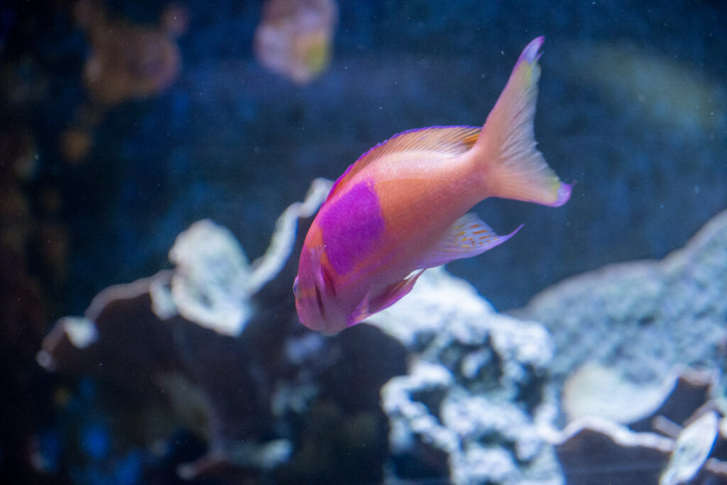 Aquazoo L&ouml;bbecke Museum D&uuml;sseldorf