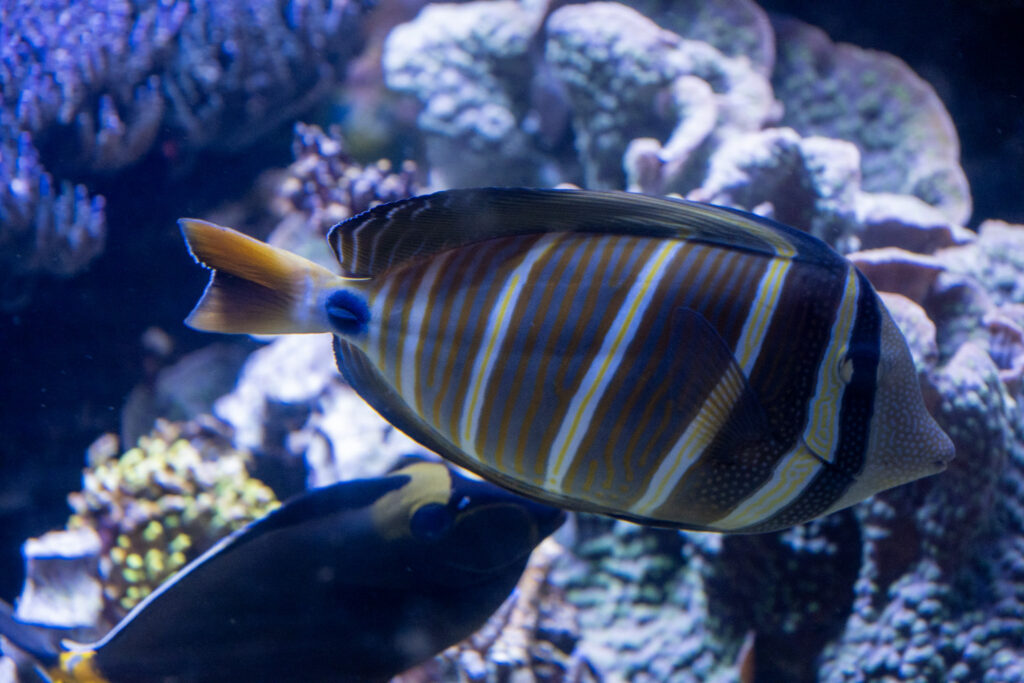 Aquazoo L&ouml;bbecke Museum D&uuml;sseldorf