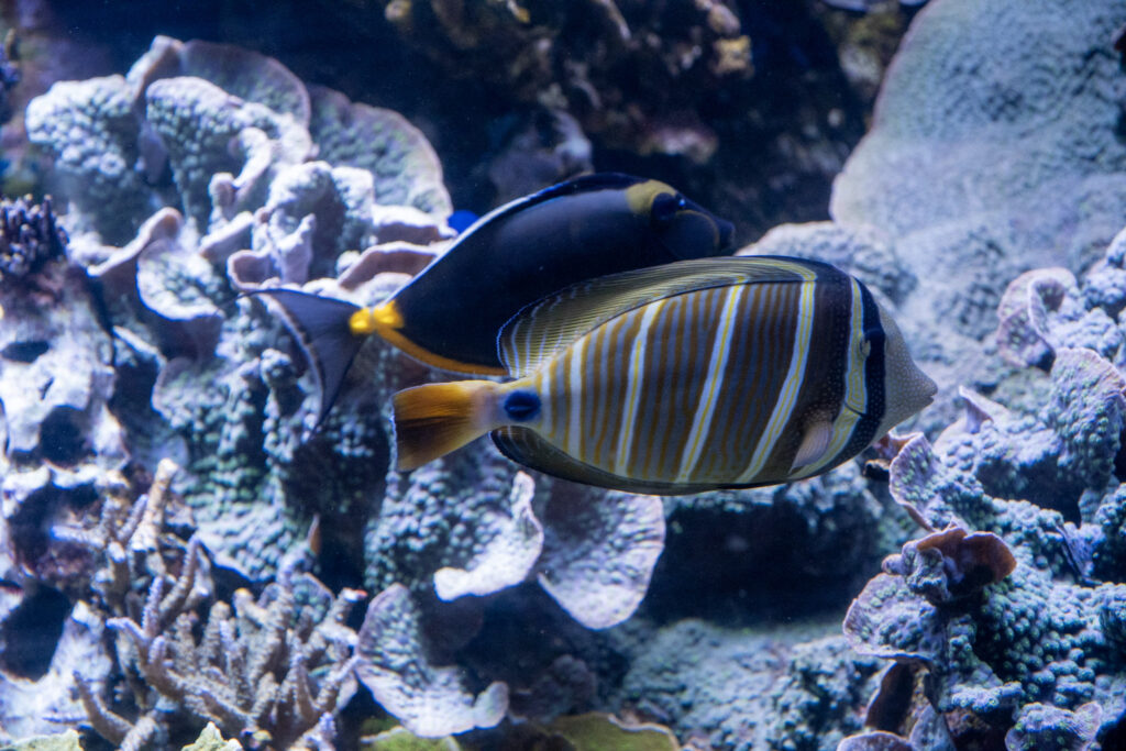 Aquazoo L&ouml;bbecke Museum D&uuml;sseldorf