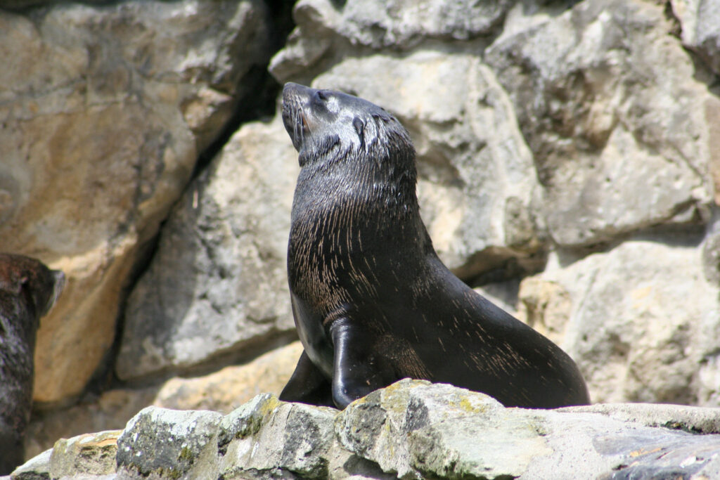 Berliner Zoo