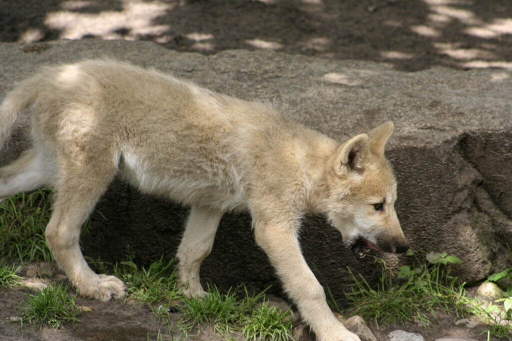 Berliner Zoo