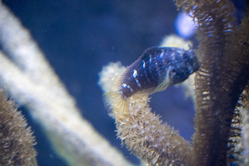 Aquazoo L&ouml;bbecke Museum D&uuml;sseldorf
