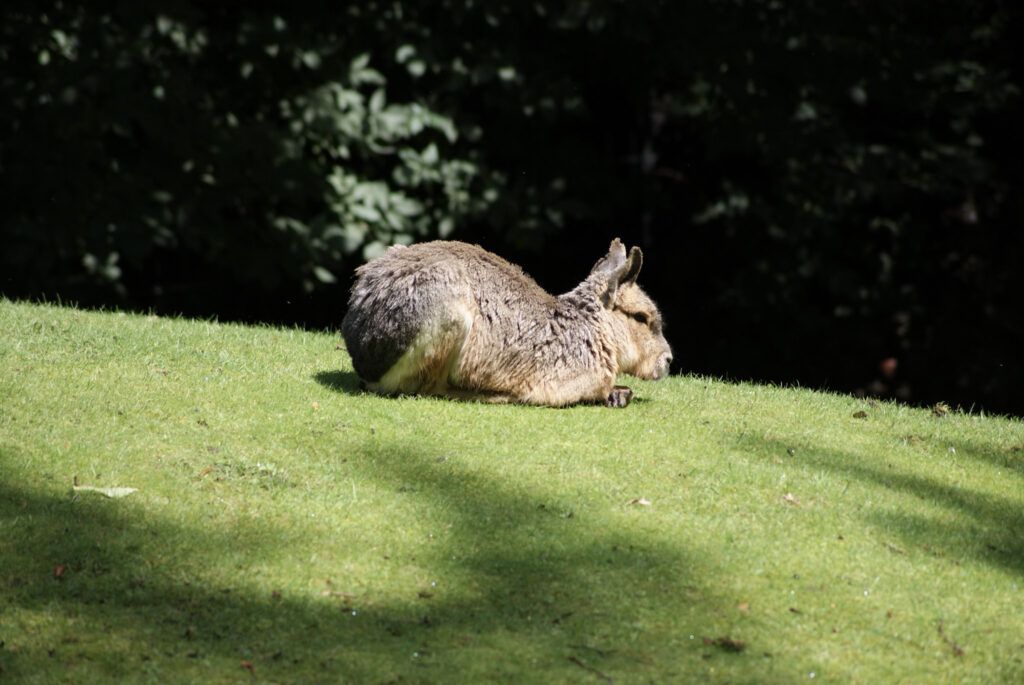 Berliner Zoo