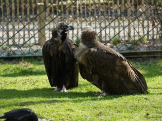 Alwetterzoo Münster Alwetterzoo Münster