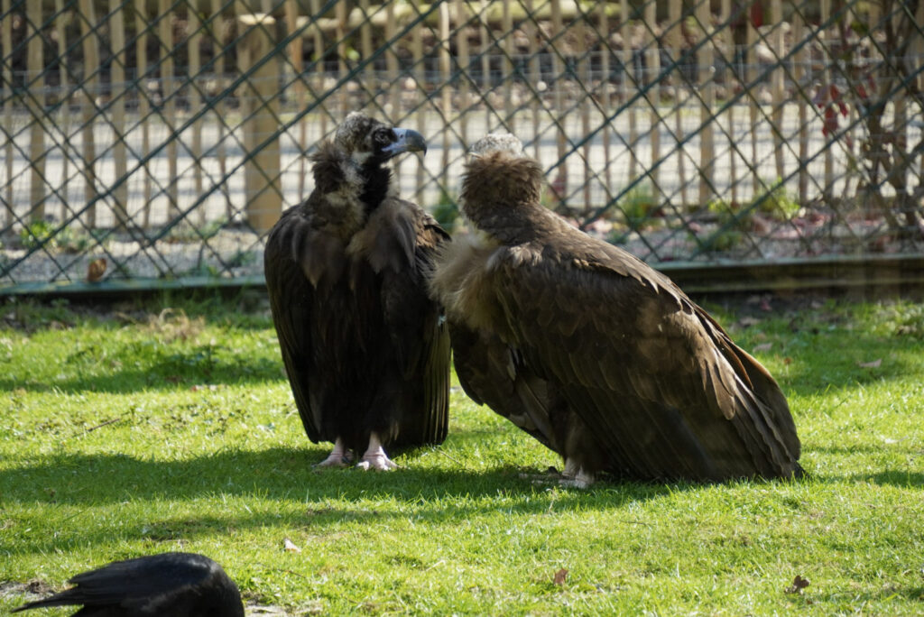 Alwetterzoo Münster Alwetterzoo Münster