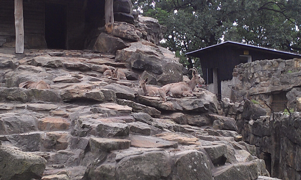 Berliner Zoo