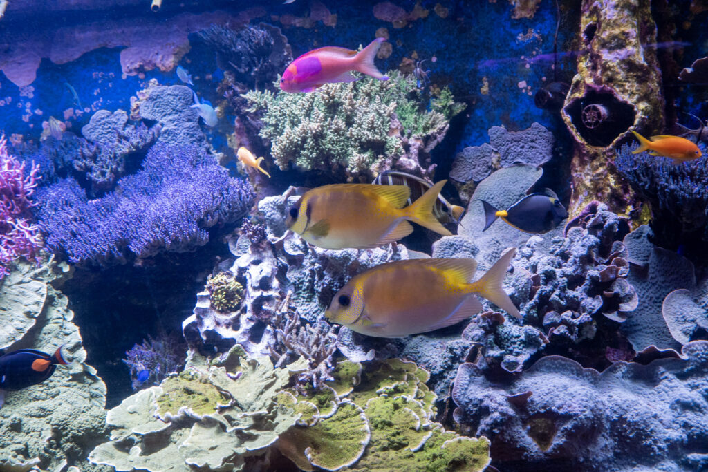 Aquazoo L&ouml;bbecke Museum D&uuml;sseldorf