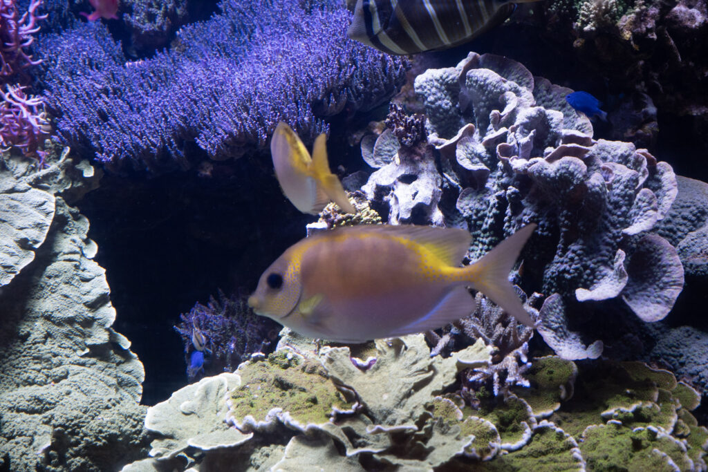 Aquazoo L&ouml;bbecke Museum D&uuml;sseldorf