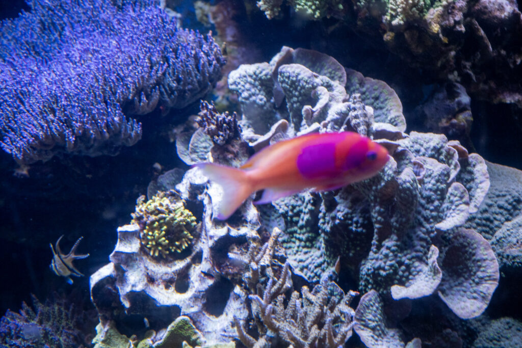 Aquazoo L&ouml;bbecke Museum D&uuml;sseldorf