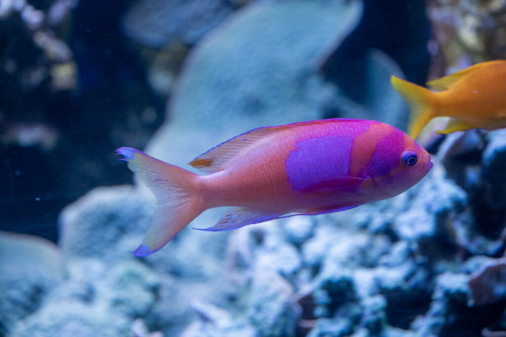 Aquazoo L&ouml;bbecke Museum D&uuml;sseldorf