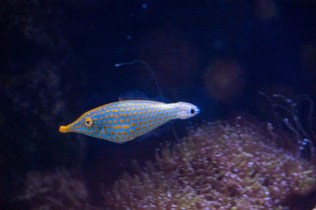 Aquazoo L&ouml;bbecke Museum D&uuml;sseldorf