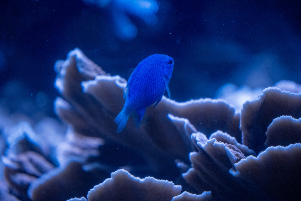 Aquazoo L&ouml;bbecke Museum D&uuml;sseldorf