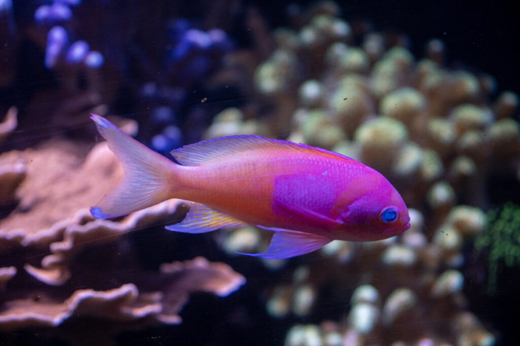 Aquazoo L&ouml;bbecke Museum D&uuml;sseldorf