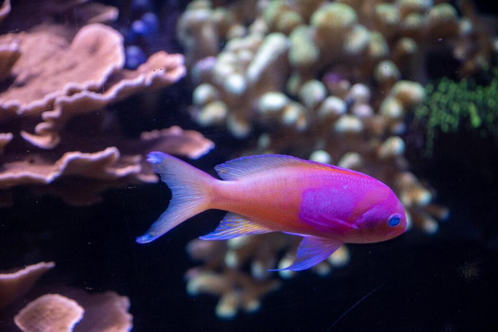 Aquazoo L&ouml;bbecke Museum D&uuml;sseldorf