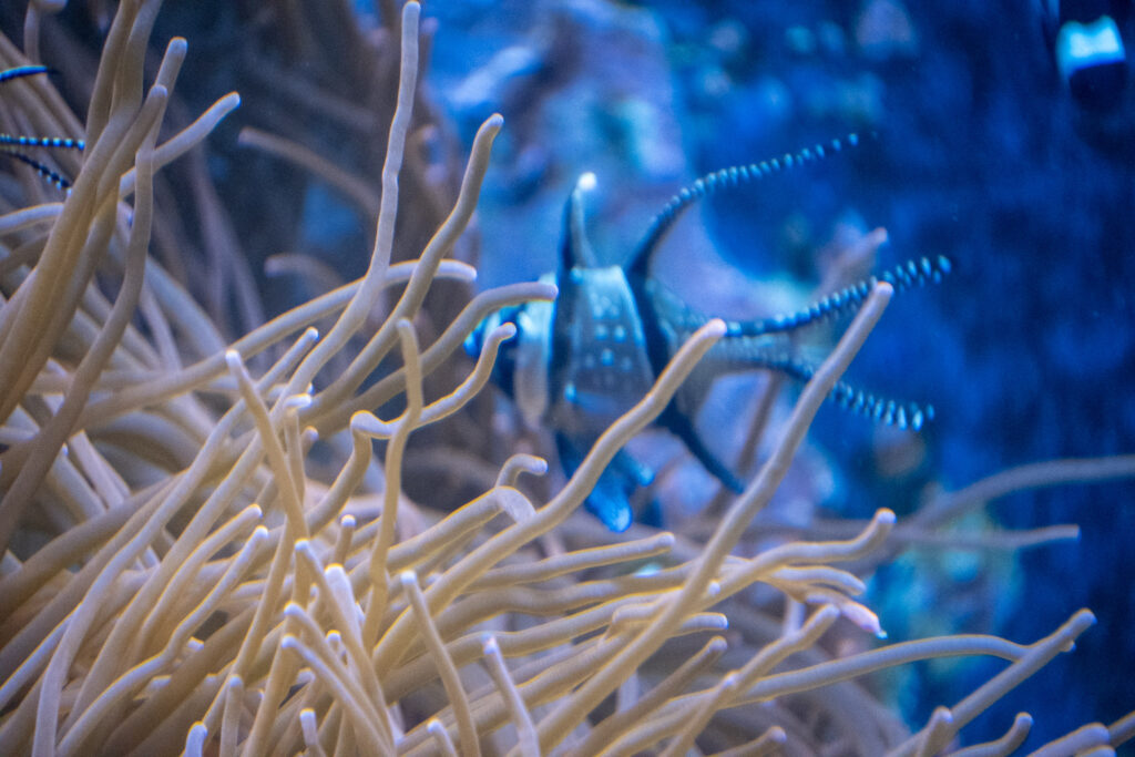Aquazoo L&ouml;bbecke Museum D&uuml;sseldorf