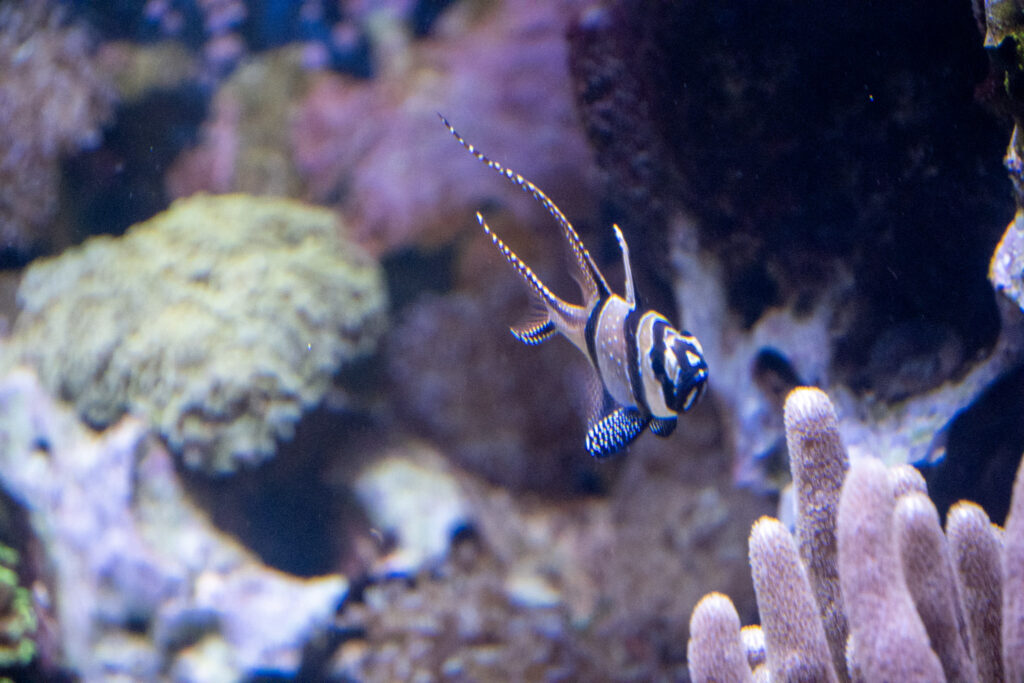 Aquazoo L&ouml;bbecke Museum D&uuml;sseldorf