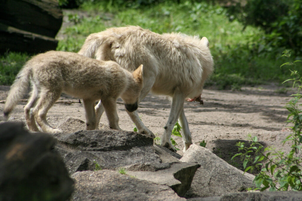 Berliner Zoo
