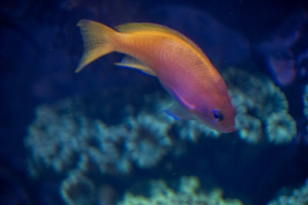 Aquazoo L&ouml;bbecke Museum D&uuml;sseldorf