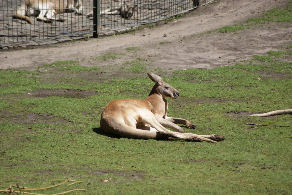 Berliner Zoo