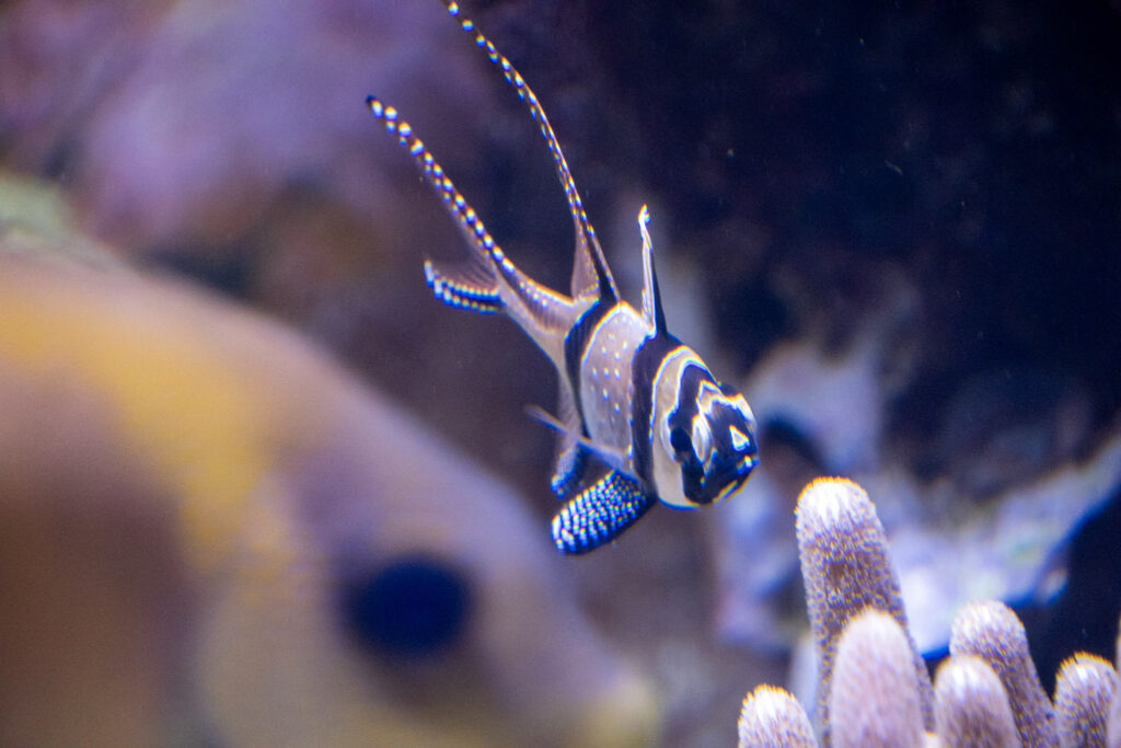 Aquazoo L&ouml;bbecke Museum D&uuml;sseldorf