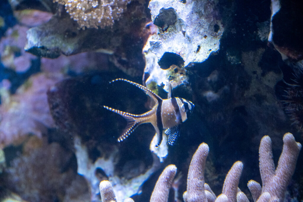 Aquazoo L&ouml;bbecke Museum D&uuml;sseldorf