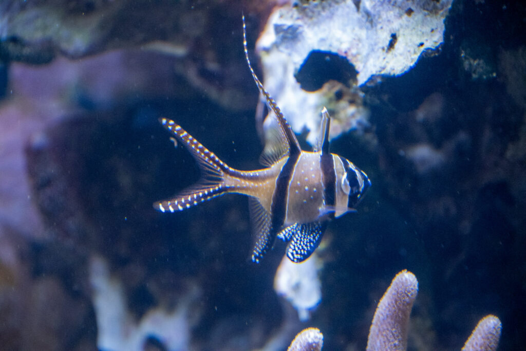 Aquazoo L&ouml;bbecke Museum D&uuml;sseldorf
