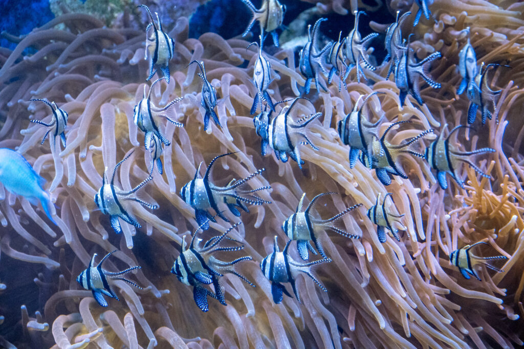 Aquazoo L&ouml;bbecke Museum D&uuml;sseldorf