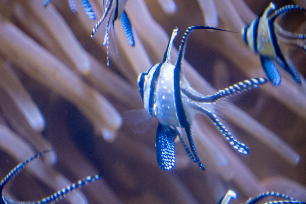Aquazoo L&ouml;bbecke Museum D&uuml;sseldorf