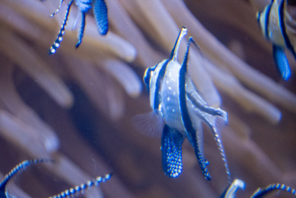 Aquazoo L&ouml;bbecke Museum D&uuml;sseldorf