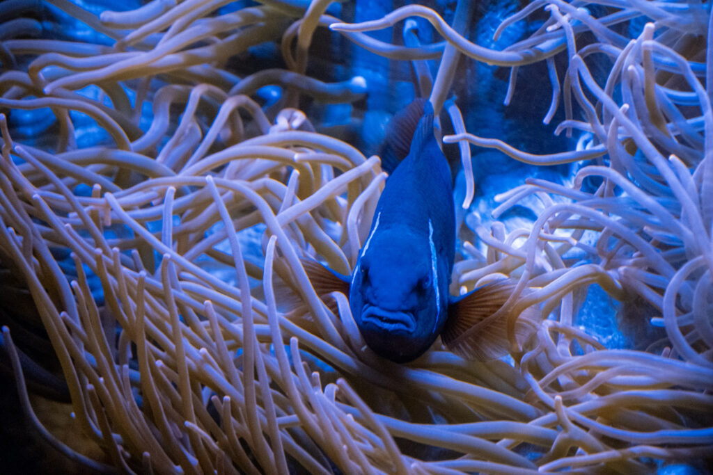 Aquazoo L&ouml;bbecke Museum D&uuml;sseldorf