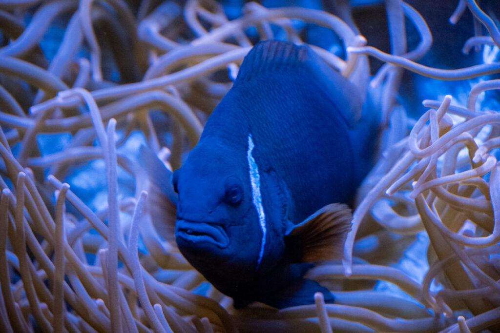 Aquazoo L&ouml;bbecke Museum D&uuml;sseldorf
