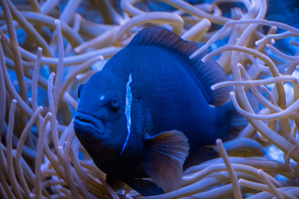 Aquazoo L&ouml;bbecke Museum D&uuml;sseldorf