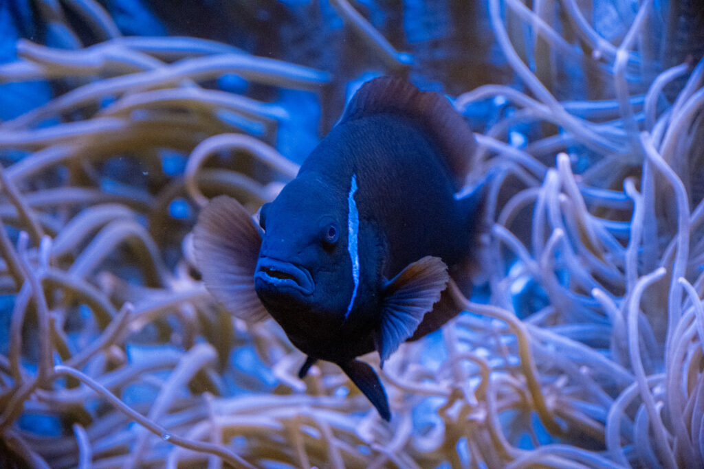 Aquazoo L&ouml;bbecke Museum D&uuml;sseldorf