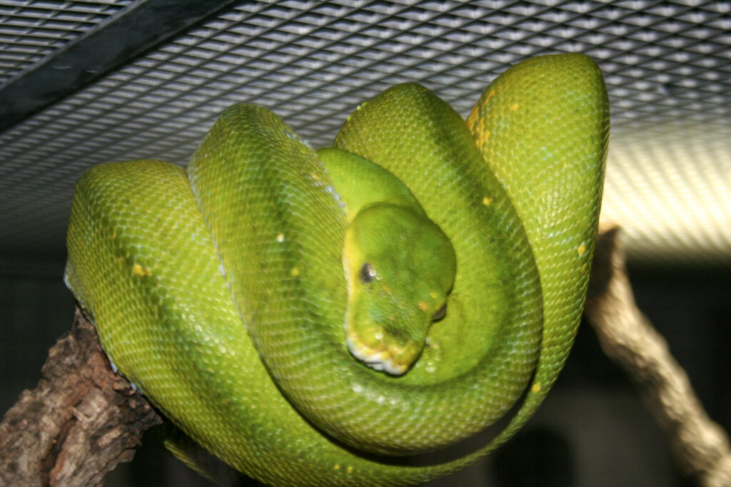 Berliner Zoo