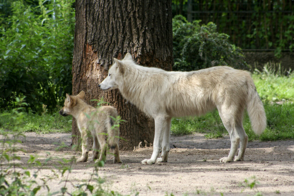 Berliner Zoo