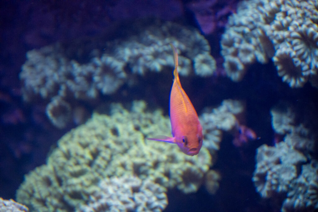 Aquazoo L&ouml;bbecke Museum D&uuml;sseldorf